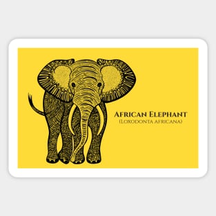 African Elephant with Common and Scientific Names - animal design Sticker